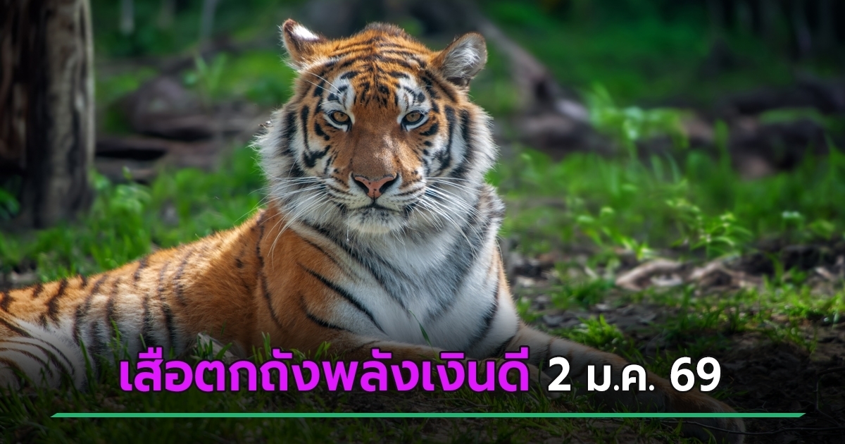 ภาพประกอบข่าว: ห้ามพลาด ! เสือตกถังพลังเงินดี ชี้เป้าเลขเด็ดงวดนี้ 2 ม.ค. 69 ชัด ๆ